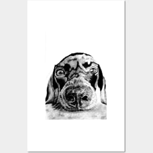 Dachshund (sausage dog) Posters and Art